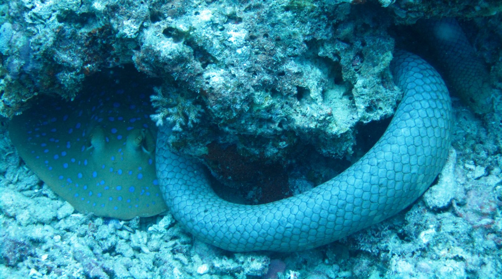 Serpientes de mar