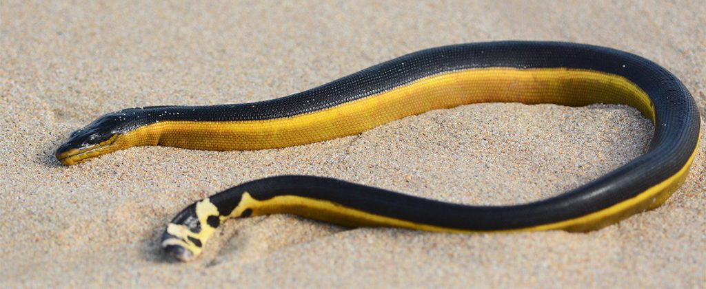 Serpientes en la playa