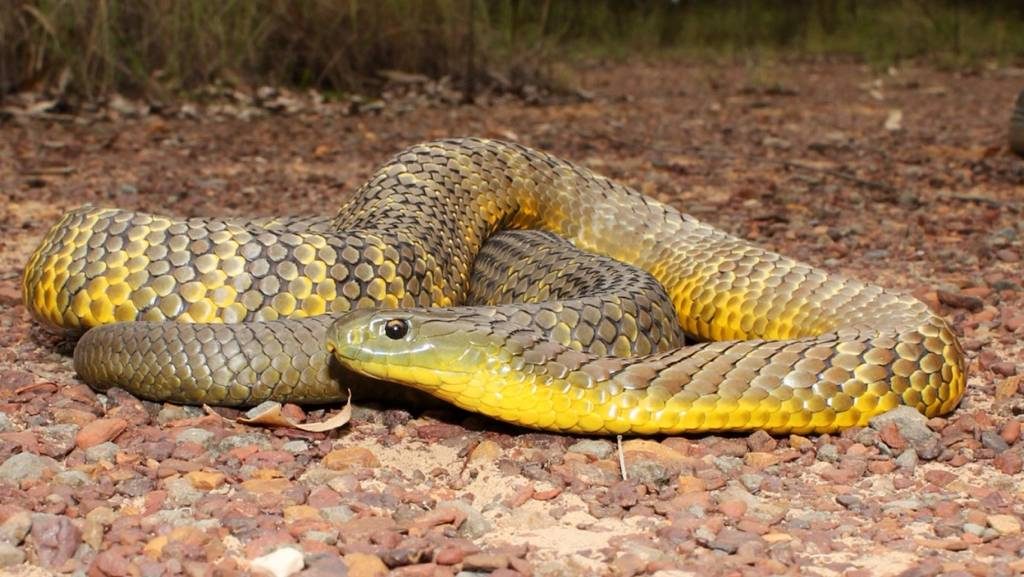 Serpientes tigre genero Notechis