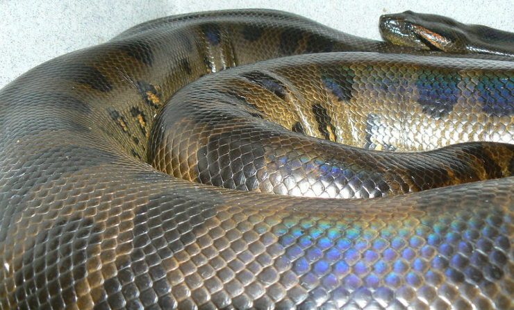Tipos de anacondas