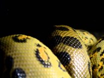 Anaconda verde del Amazonas