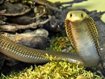 Cobra filipina más venenosas