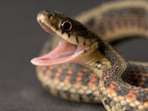 Comunicación en combate entre serpientes