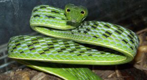 Curiosidades sobre las serpientes