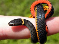 Escamas de la piel de las serpientes