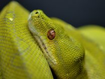 Especie de serpiente Pitón verde