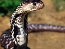 Feromonas serpientes