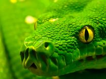 Fotos de los depredadores de las serpientes