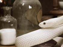 Fotos de una serpiente albina