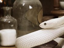Fotos de una serpiente albina