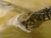 Gusto de las serpientes