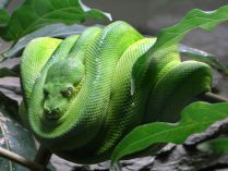 Imagen de la pitón arborícola verde