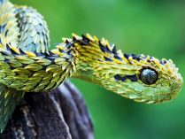 Imagen de la víbora arbusto espinoso