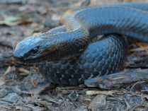 Imagen de una culebra negra y púrpura