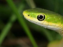 Imágenes de la víbora jergón