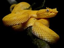 Imágenes de la víboras de pestañas