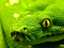 Imágenes de serpientes 3D