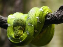 Información sobre la Pitón arborícola verde