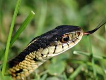 Lengua bífida de las serpientes