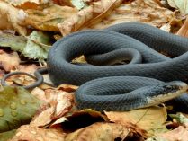 Mamba negra más venenosas