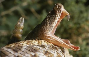 Mordedura de una serpiente de cascabel