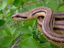 Movimiento de las serpientes