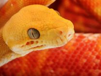 Ojos de las serpientes