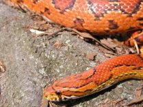 Piel y colores de la serpiente ratonera roja