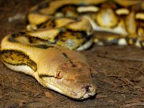 Pitón reticulada grande