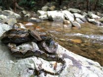 Pitones reticuladas