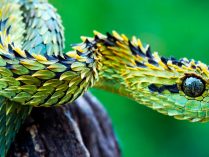 Principales depredadores de las serpientes