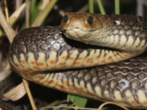 Pseudonaja textilis (Serpiente marrón oriental)