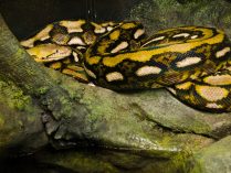 Python reticulatus