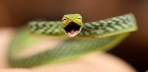 ¿Qué necesitan las serpientes para vivir?