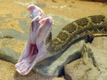 Serpiente cascabel primeros auxilios