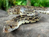 Serpiente cascabel venenosa