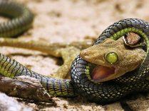 Serpiente cazando a una presa