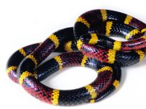 Serpiente escarlata real américa