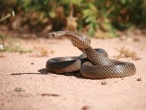 Serpiente marrón oriental oscura