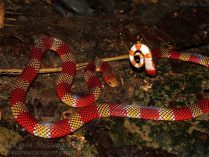 Serpientes coral sudamérica