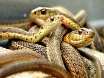 Serpientes en cautividad