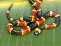 Serpientes escarlata real