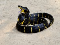 Serpientes tigre Australia