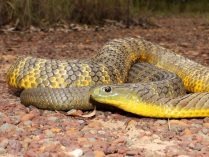 Serpientes tigre genero Notechis