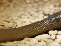 Taipán del interior más venenosas