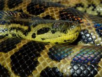 Tipos de Eunectes murinus