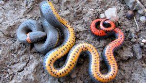 Tipos de serpientes