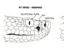 Visión térmica de las serpientes